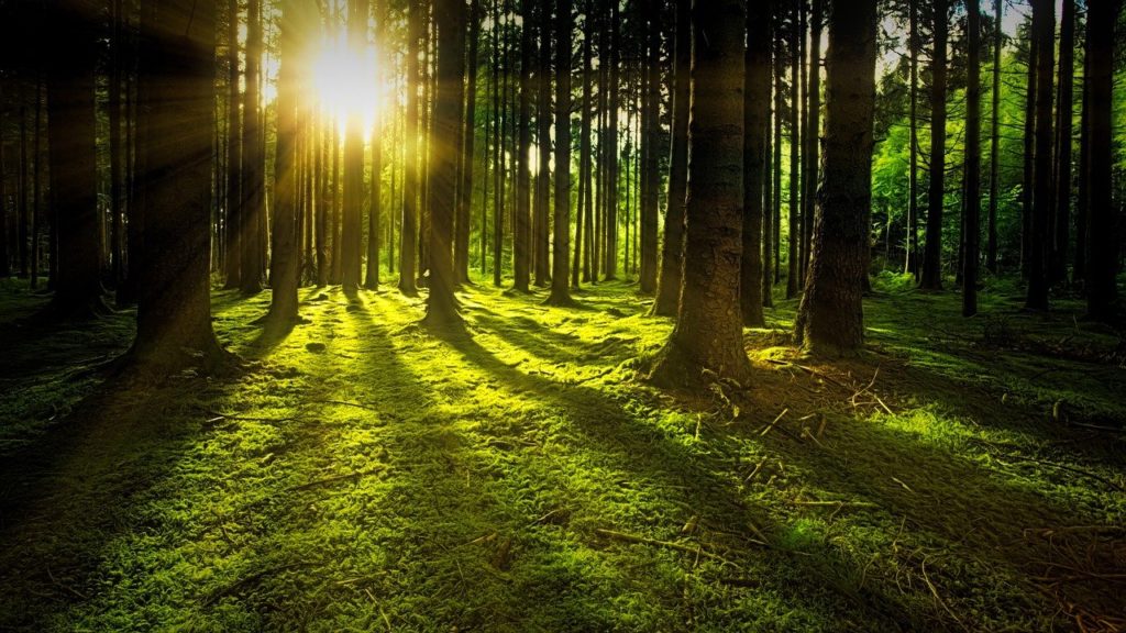 nature, forest, sun